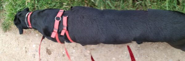 The Walking Dog - fotografía digital 1