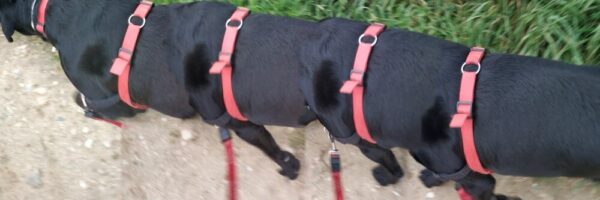 The Walking Dog - fotografía digital 2