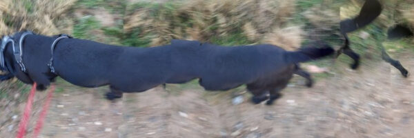 The Walking Dog - fotografía digital 4