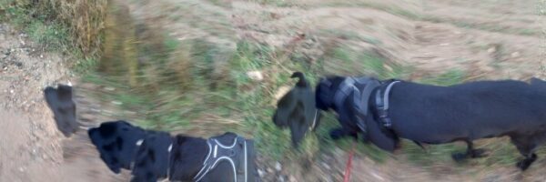 The Walking Dog - fotografía digital 5