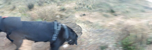 The Walking Dog - fotografía digital 6