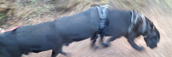 The Walking Dog - fotografía digital 7