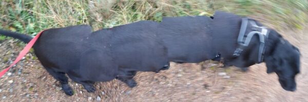 The Walking Dog - fotografía digital 9