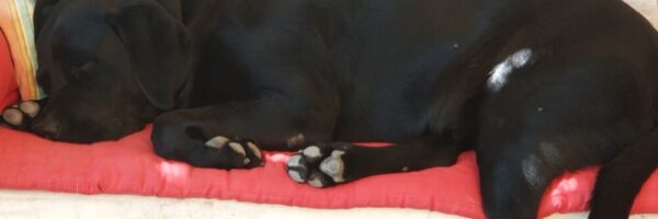 The Walking Dog - fotografía digital 11