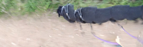 The Walking Dog - fotografía digital 12