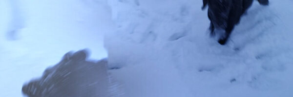 The Walking Dog - fotografía digital 13