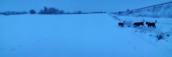 The Walking Dog - fotografía digital 14