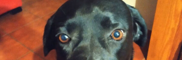 The Walking Dog - fotografía digital 15